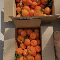 🍊 Organic Seville Oranges Fresh Picked –