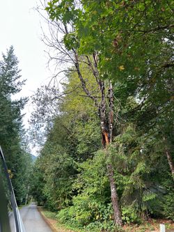 Free Cherry Firewood – You Cut, You Haul.