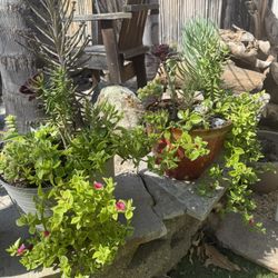 Succulents 