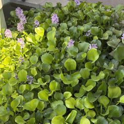 Water Plants