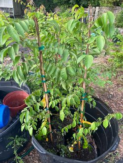Fwang tung carambola star fruit trees grafted