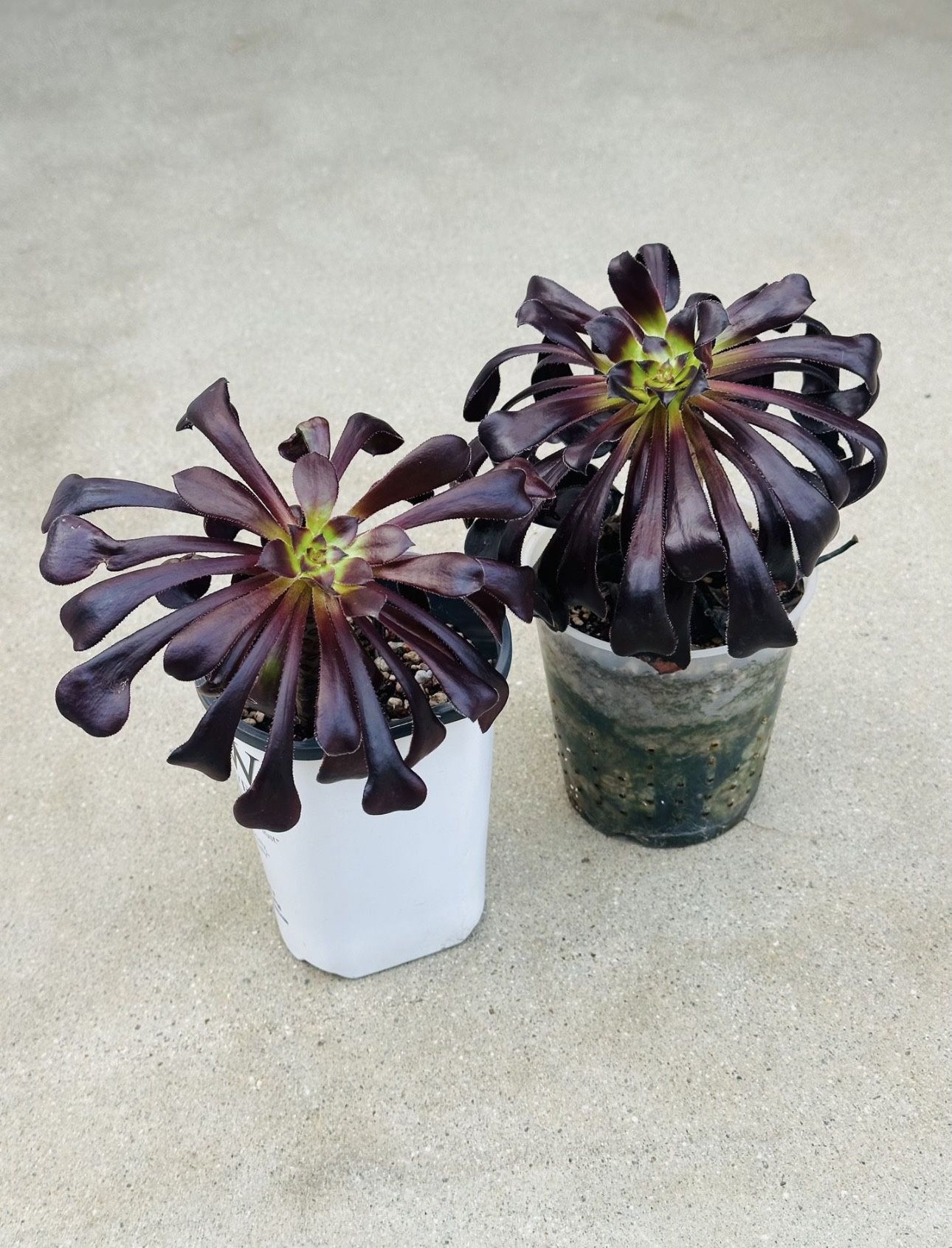 Succulents plants 🪴（2 for $5）