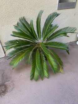 Beautiful Sago palm 54 inches in diameter