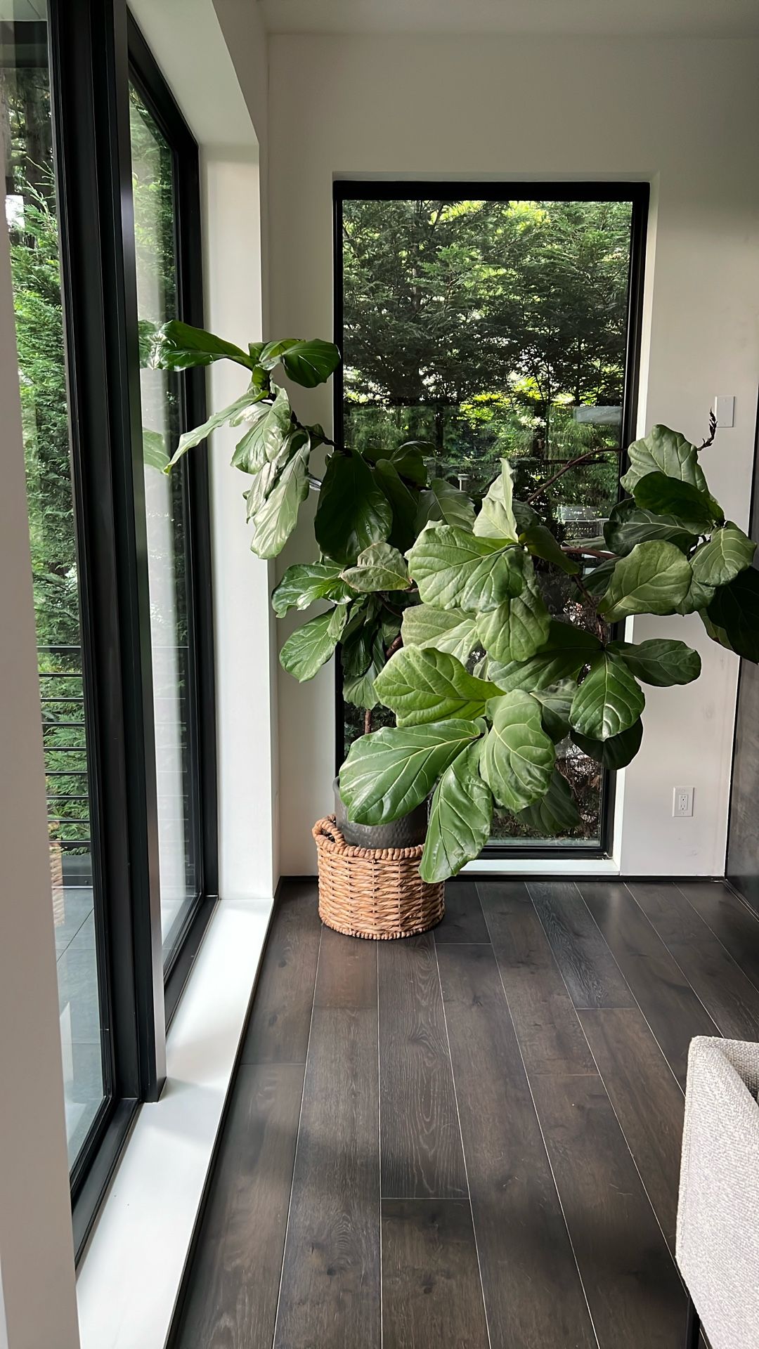 Fiddle Leaf Fig