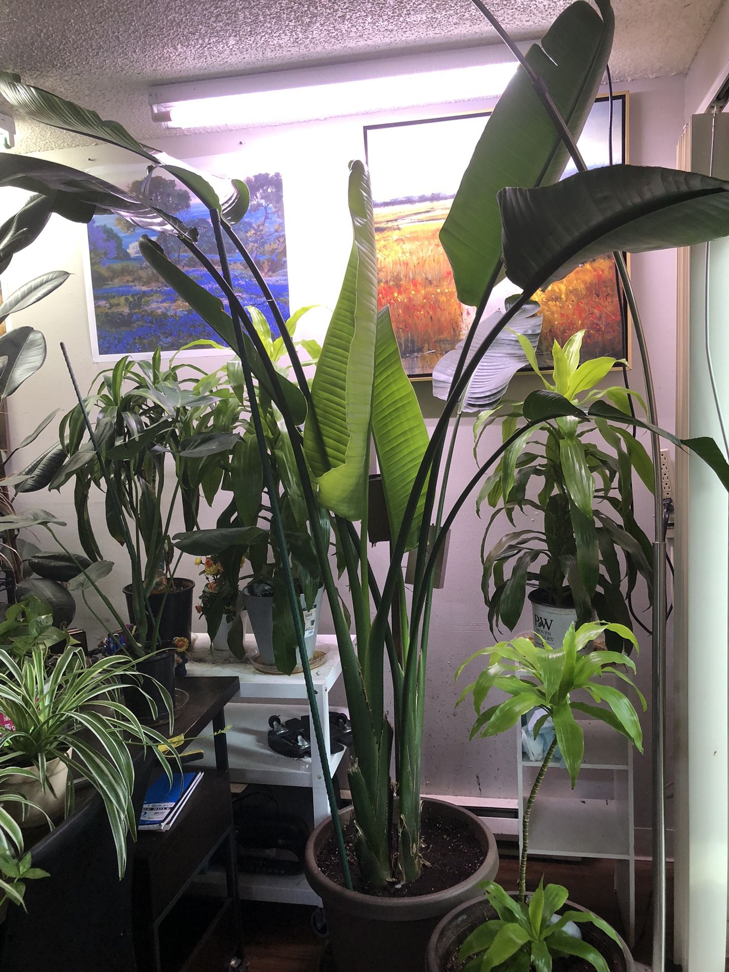 Two Birds Of Paradise/ Great Health/ New Leaves Folding Open