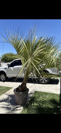 Mexican Palm Teee