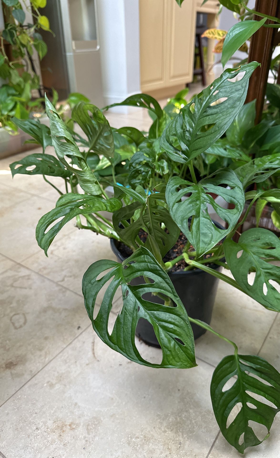 Monstera Plants Live Indoors, Swiss Cheese Plants