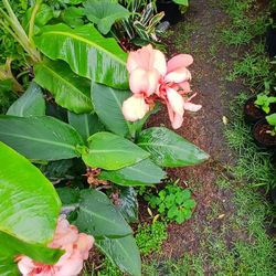 Canna Lily Plants Available For Sale
