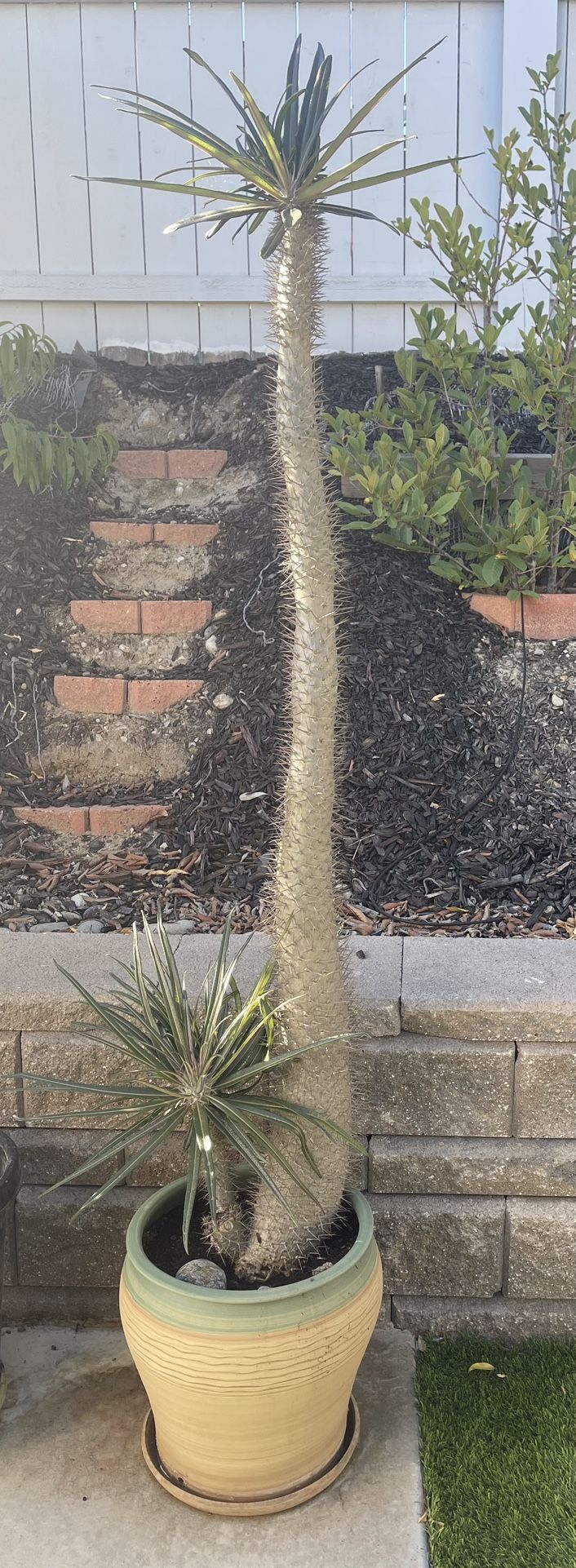 Madagascar Palm (Pachypodium Lamerie). Big (approximately 8” tall), Healthy, and Matured (over 15 year old). In Beautiful Ceramic Pot.