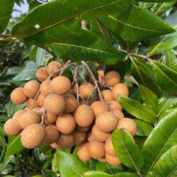 Kohala Longan Tree