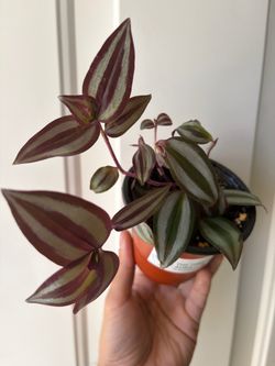 Tradescantia Zebrina