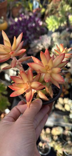 Succulent Plant 4” Pot 