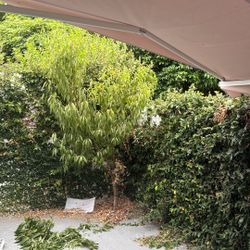 Flat Pear Tree For Sale