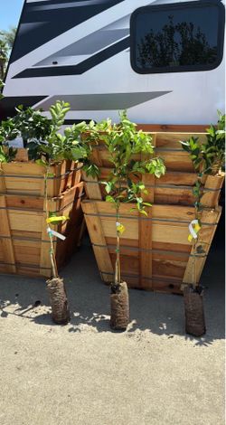 Citrus Trees, Grafted 3-4 feet tall. See description for varieties.