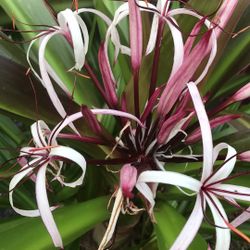 Purple Queen Emma Crinum Lilies 