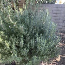 Organic Rosemary 