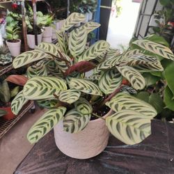 Fishbone Calatheas Prayer Plant 