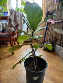 Healthy Fiddle Leaf Fig Plant with Pot (Great Top Growth!)