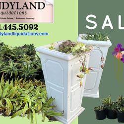 Small Medium Potted Plants Sale 