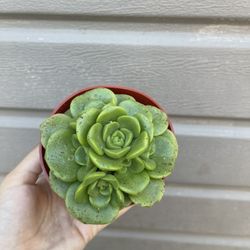 4” Succulent
