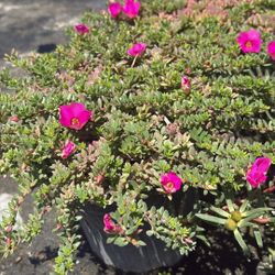 Portulaca - 1 Gallon For $5