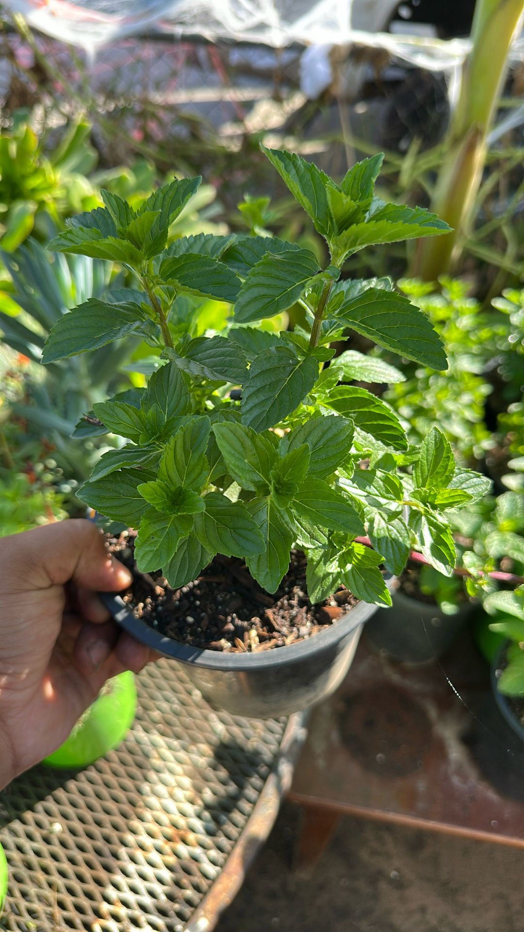 Planta De Menta Mint Plant 