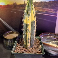 🌵 Trichocereus Pachanoi Variegata • Rare Plants • Cacti 🌵 