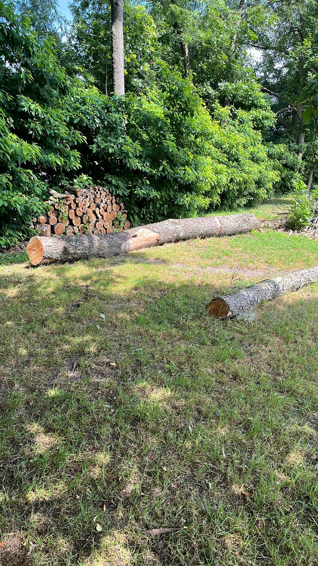 Downed Cherry Tree. One Trunk Aprox 20”dia and other 12” Dia. .