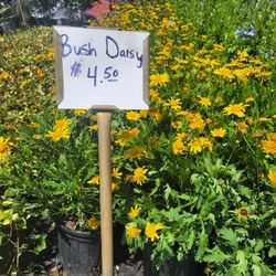 Bush Daisies 