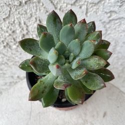 4 Inch Pot Succulent Plant Rossete - Sedeveria Blue Elf - Rooted & Established - Drought Resistant - 🪴
