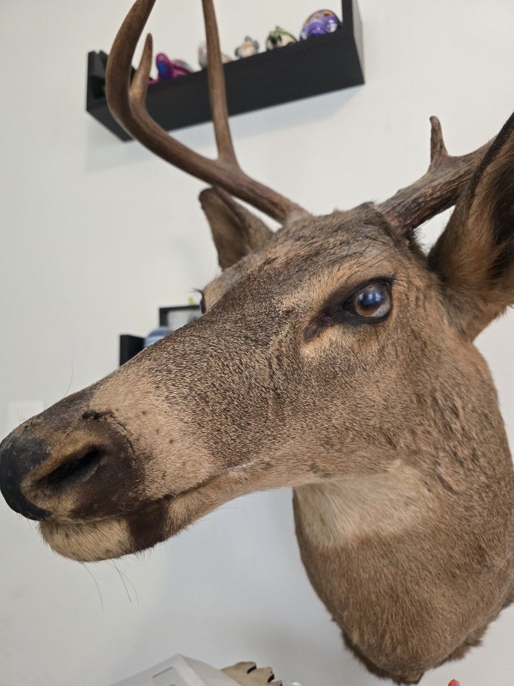 Vintage Deer Shoulder Mount