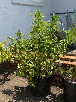 Healthy Potted Evergreen & Variegated Shrubs / Garden Plants