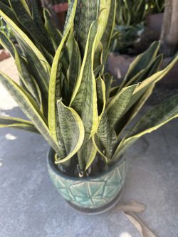 Snake Plant For Your New Home