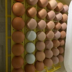 Fresh Eggs From Free Range Flock