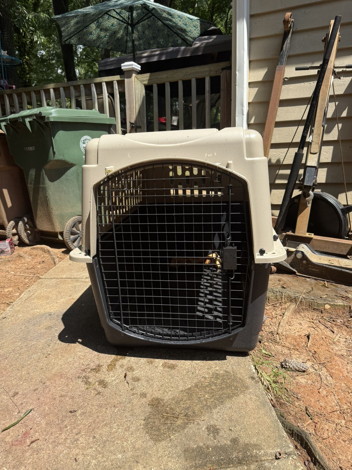 Dog House