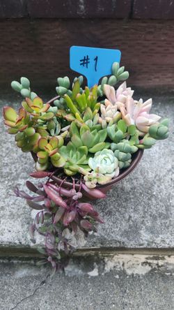 Beautiful succulents arrangement @ 6" nersury pots