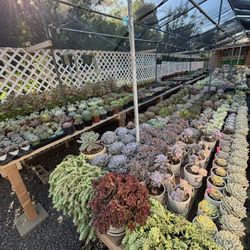 Different Import Plants Price Vary 