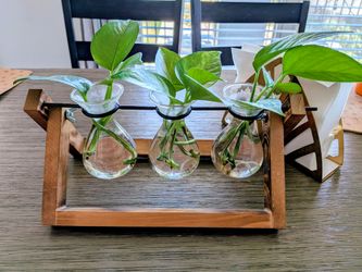 Glass Propagation Station with Pothos Cuttings - Wood Stand