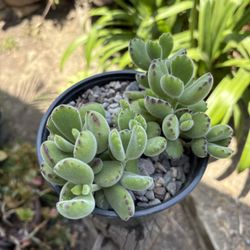 Bear Paw🧸 Plant, fuzzy succulent,🧸