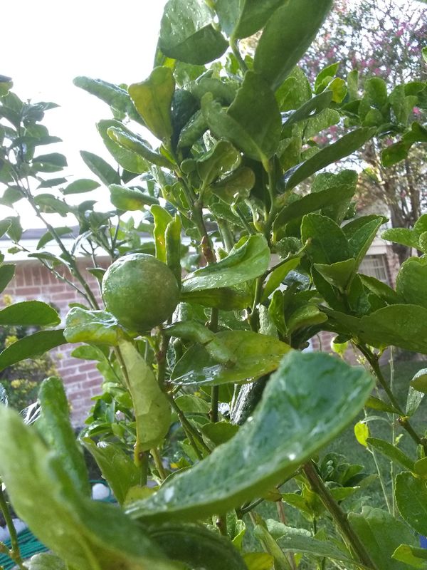 Key Lime Trees with limes for Sale in Houston, TX OfferUp