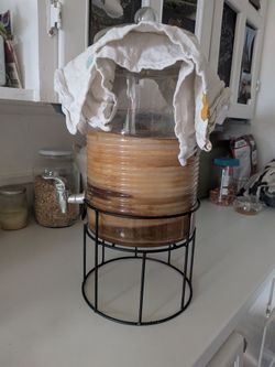 Massive healthy jun kombucha scoby