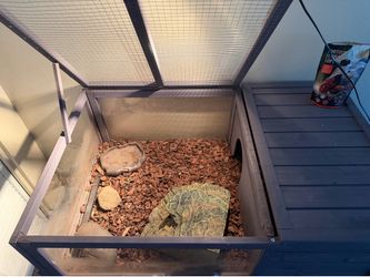 greek tortoise with enclosure
