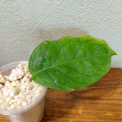 Hoya patcharawalai 