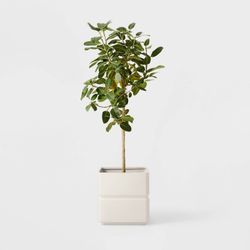 best faux fiddle leaf fig tree Fiddle Leaf Fig Bush Houseplant main image 0
