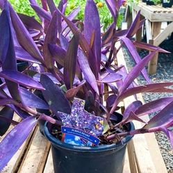 Beautiful Purple Heart Succulent Plants - Tradescantia Pallida 💜🌿
