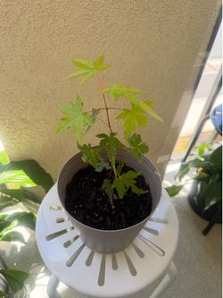 Japanese Maple Tree