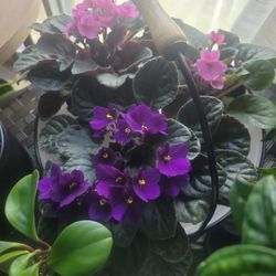 African Violet