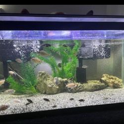 Aquarium 40 Gallon Breeder