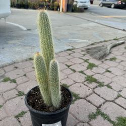 Old Man Cactus