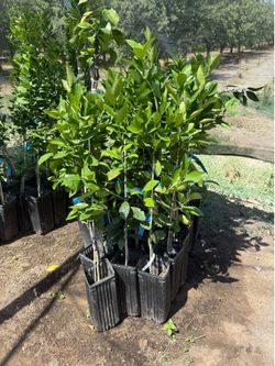 Washington Navel orange Trees / Árboles de Naranjas Navel $40.00 each